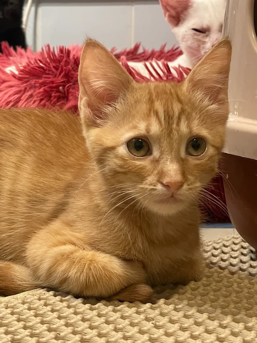 Shiva, female puppy Mixed Breed for adoption at Les Restos du Chat