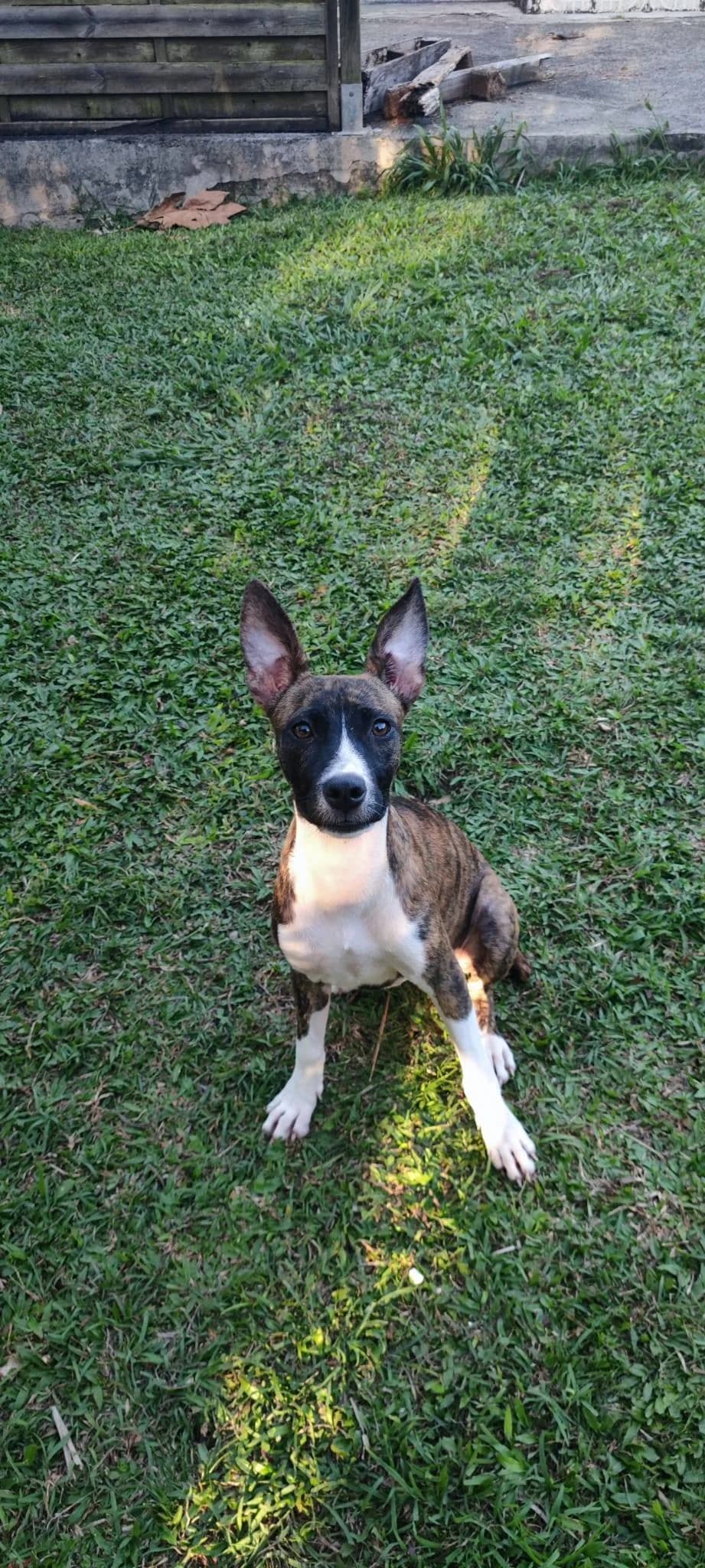 Romy, female 4yo Mixed Breed for adoption at Les Truffes du Soleil