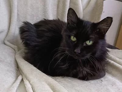 INNAE, female senior European Shorthair for adoption at L