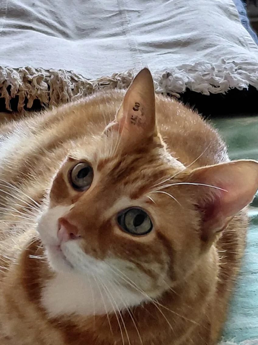 Caramel, male Mixed Breed for adoption at Lou Pilou, lou pilou