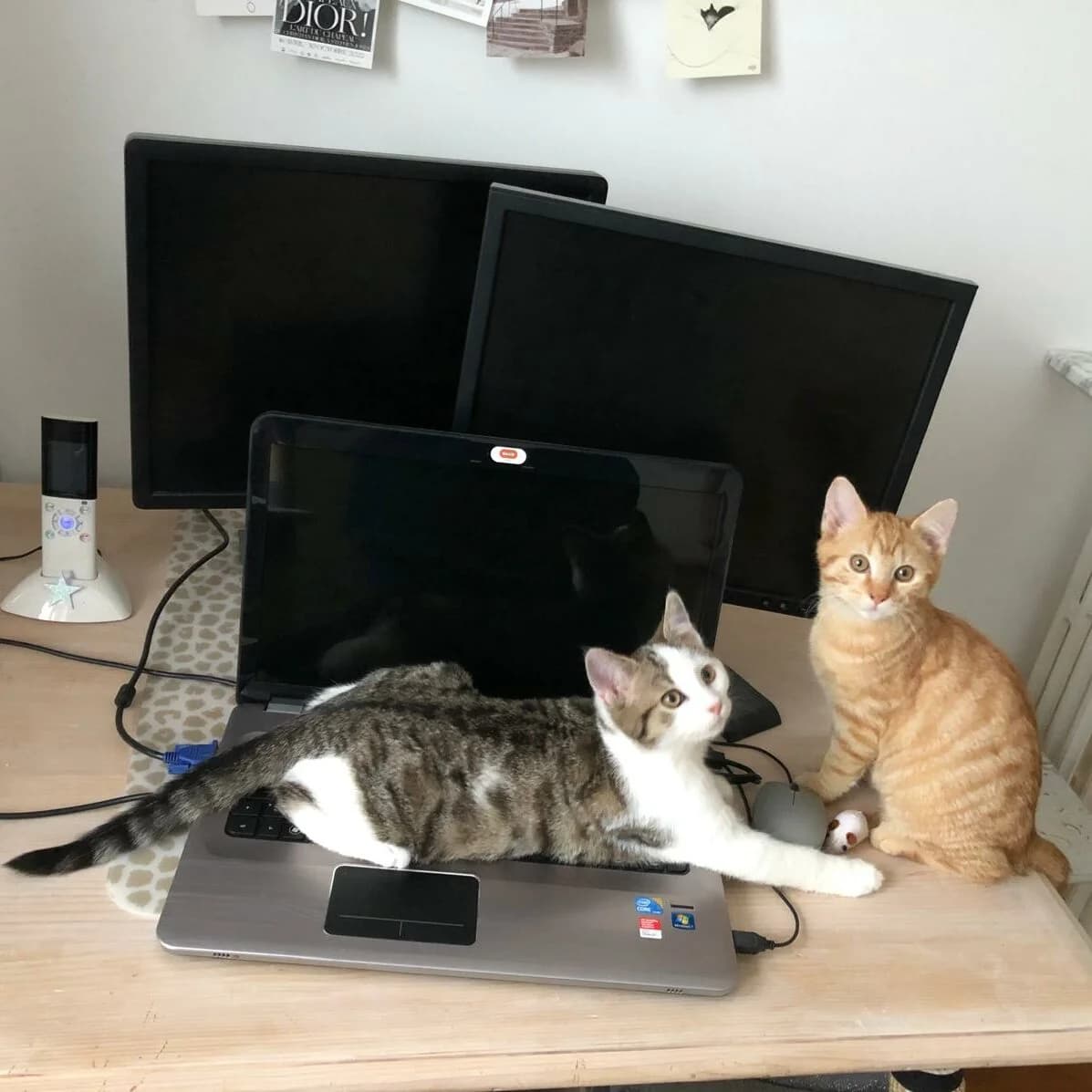 Ember & Frozen, male Mixed Breed for adoption at Lou Pilou, lou pilou