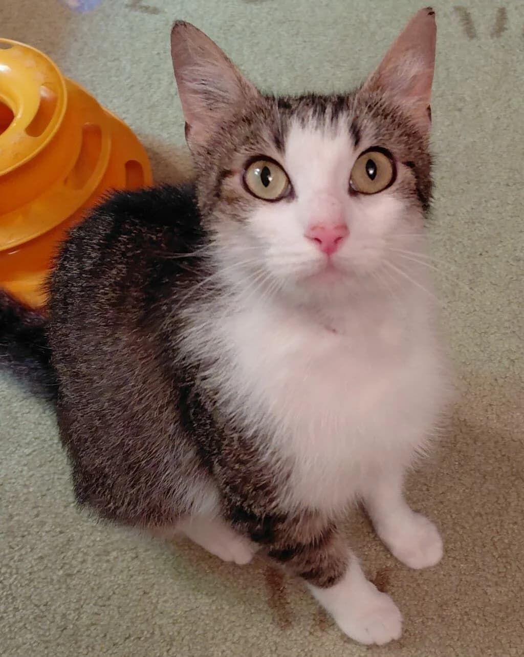 Minette, female Mixed Breed for adoption at Lou Pilou, lou pilou
