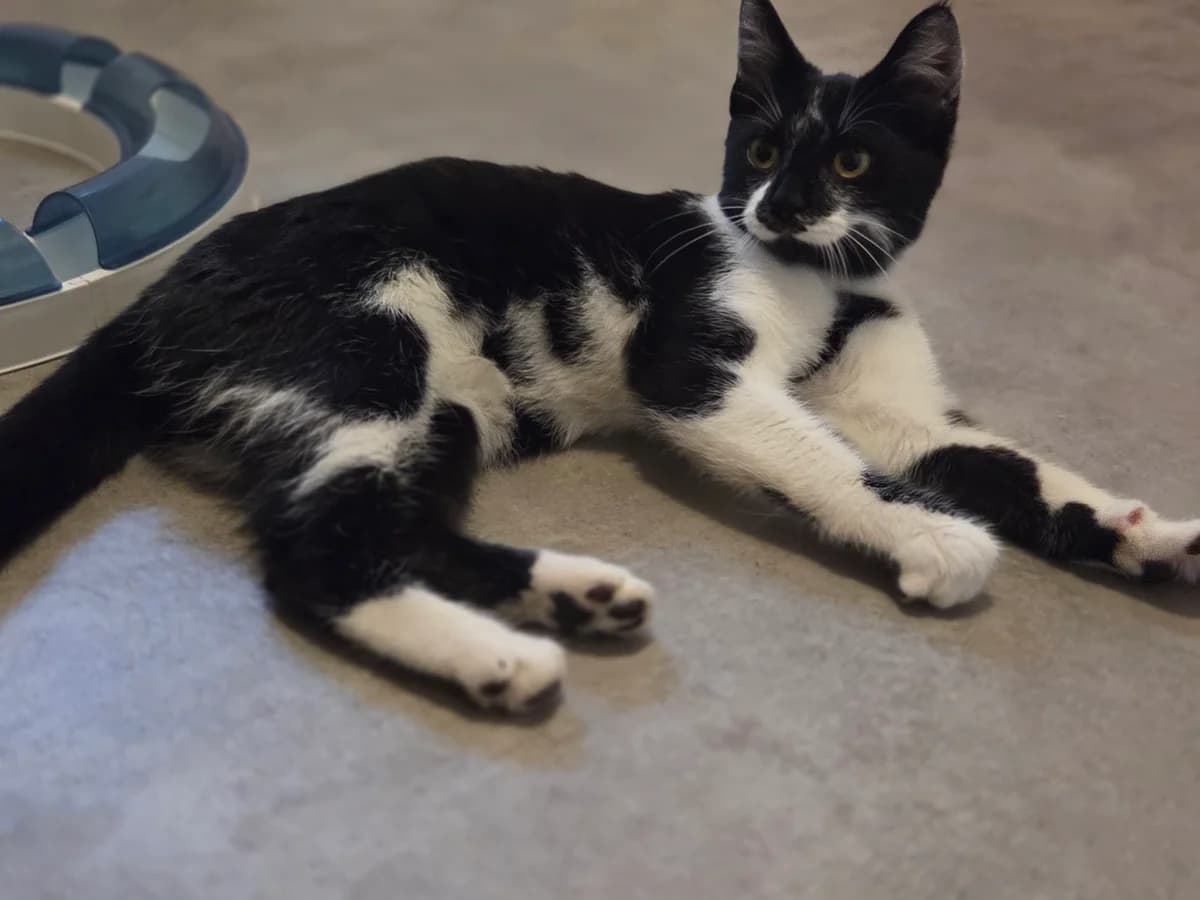 Marbella, female Mixed Breed for adoption at Lou Pilou, lou pilou