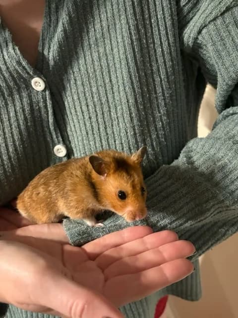 Rhodes,  Mixed Breed for adoption at LPA Nord de la France, Lille