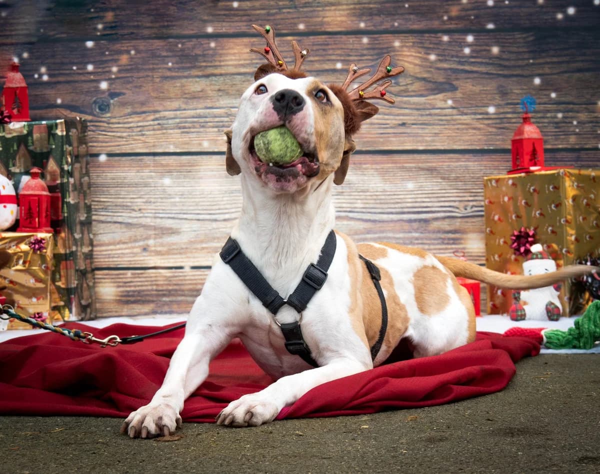 Prada – SOS – 1 an au refuge,  Mixed Breed for adoption at LPA Nord de la France, Lille