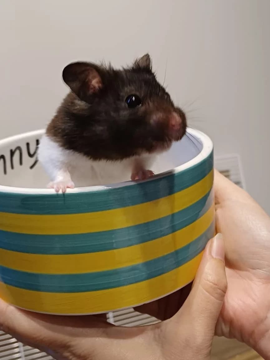 Ozzy,  Mixed Breed for adoption at LPA Nord de la France, Lille