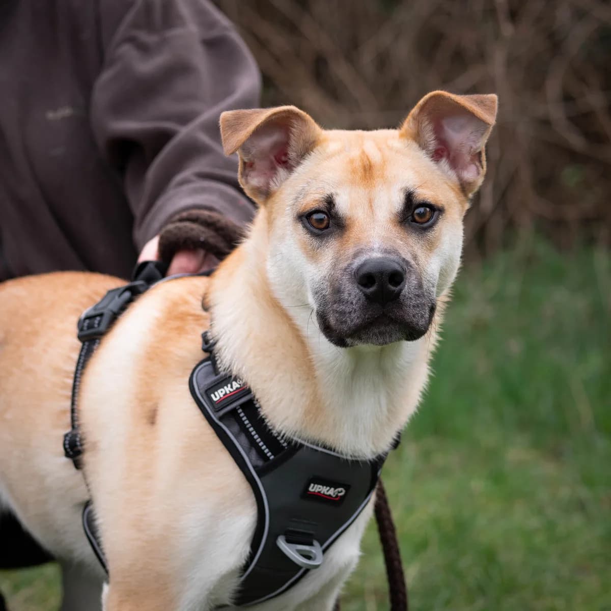 Kamish – SOS,  puppy Mixed Breed for adoption at LPA Nord de la France, Lille