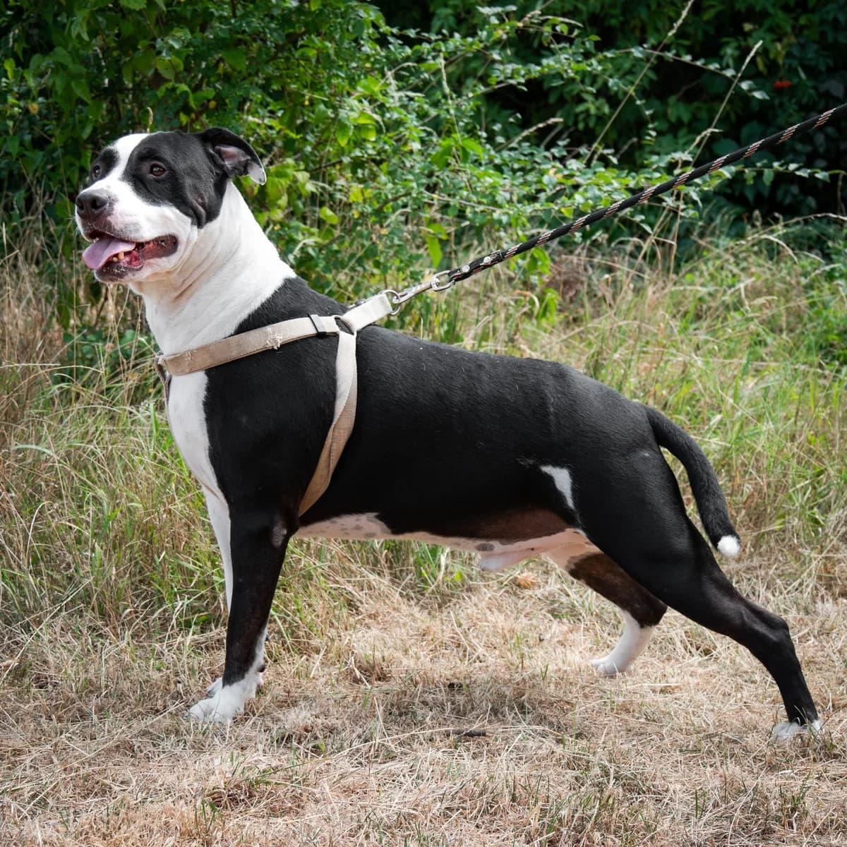 Samy,  Mixed Breed for adoption at LPA Nord de la France, Lille