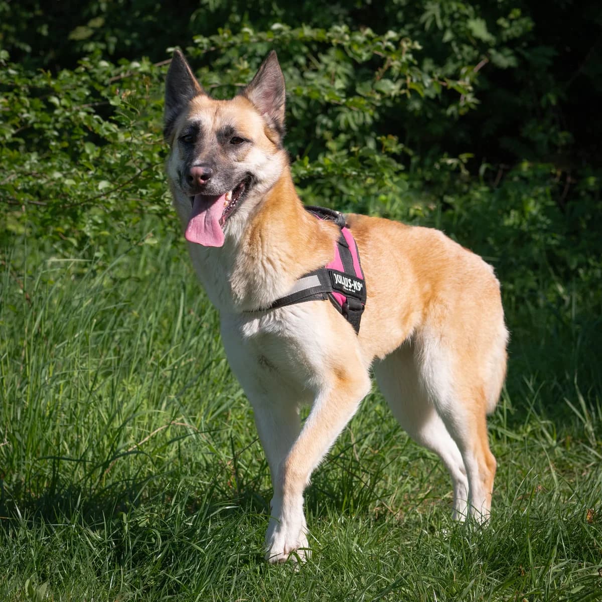 Lola Bunny, Mixed Breed for adoption at LPA Nord de la France, Lille