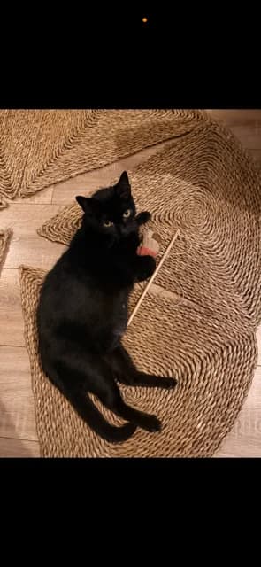 Noctali, female Mixed Breed for adoption at LPA Nord de la France, Lille