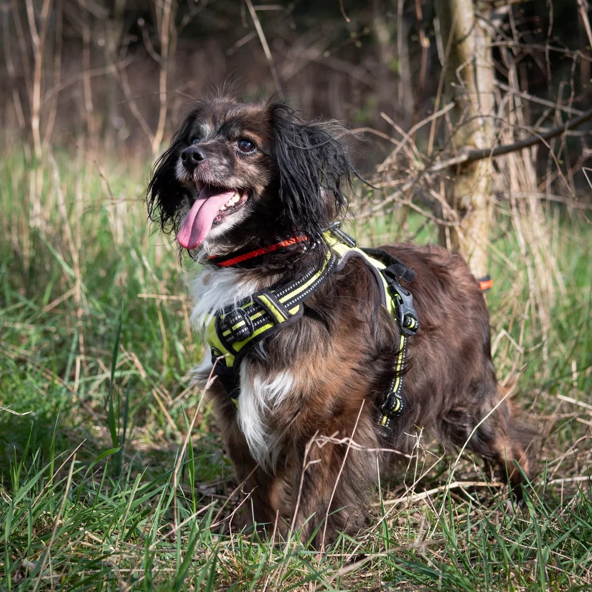 Guigui,  Mixed Breed for adoption at LPA Nord de la France, Lille