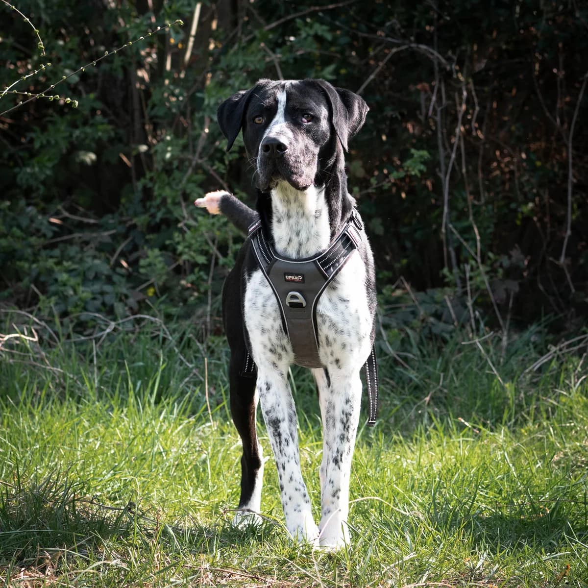 Bilbo,  Mixed Breed for adoption at LPA Nord de la France, Lille
