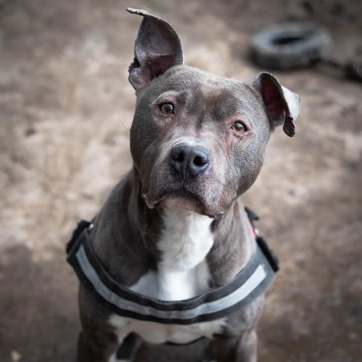 Rio,  Mixed Breed for adoption at LPA Nord de la France, Lille
