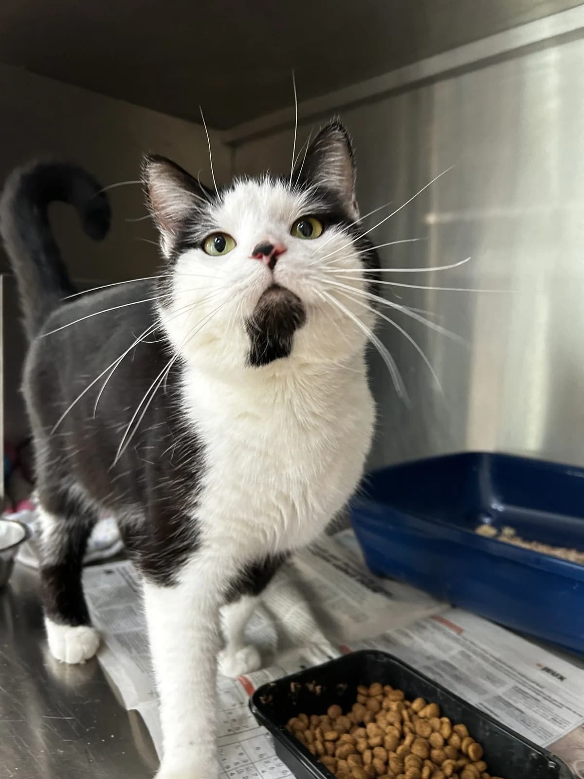 Krisket,  Mixed Breed for adoption at LPA Nord de la France, Lille