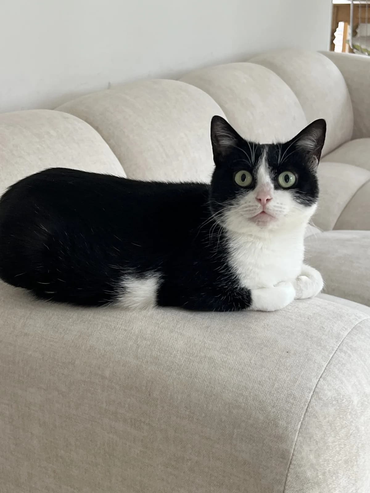 Loréal (Sos),  Mixed Breed for adoption at LPA Nord de la France, Lille