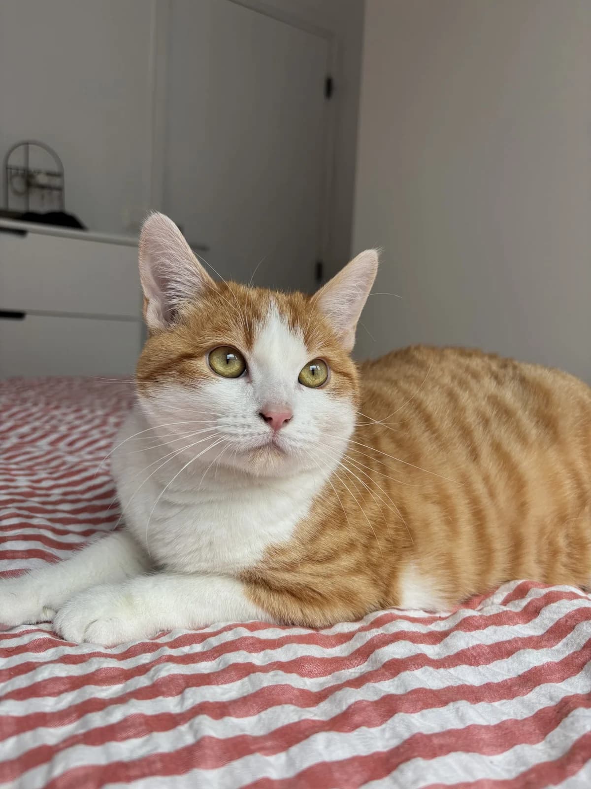 Giuseppe, male Mixed Breed for adoption at LPA Nord de la France, Lille