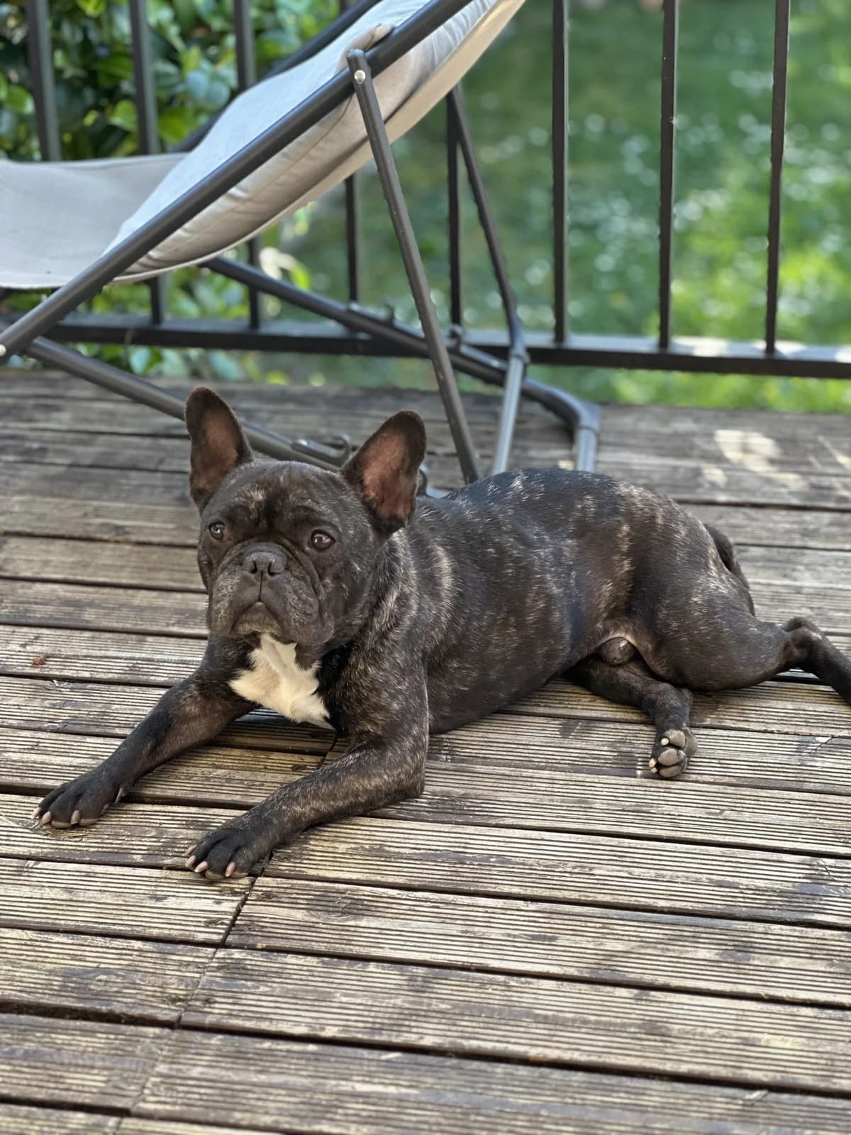 Tigrou – FA,  Mixed Breed for adoption at LPA Nord de la France, Lille
