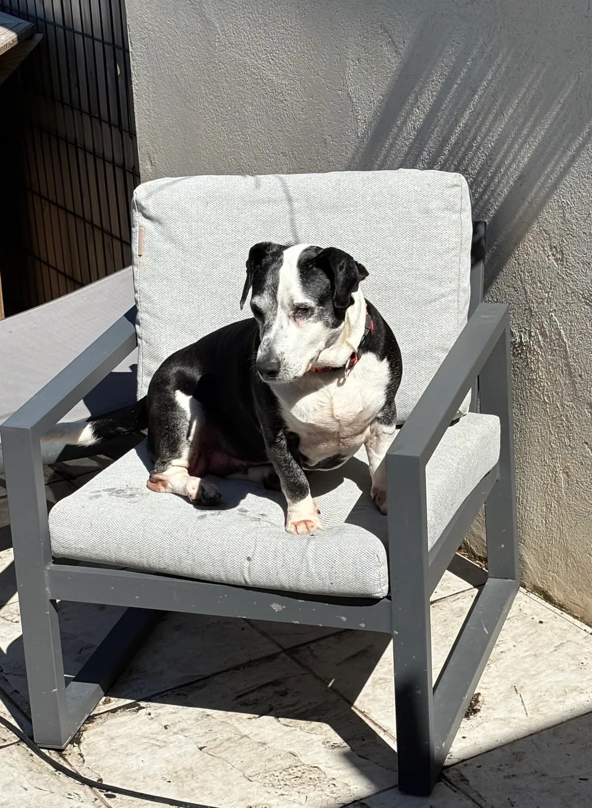Brenda – FA, 6yo Mixed Breed for adoption at LPA Nord de la France, Lille