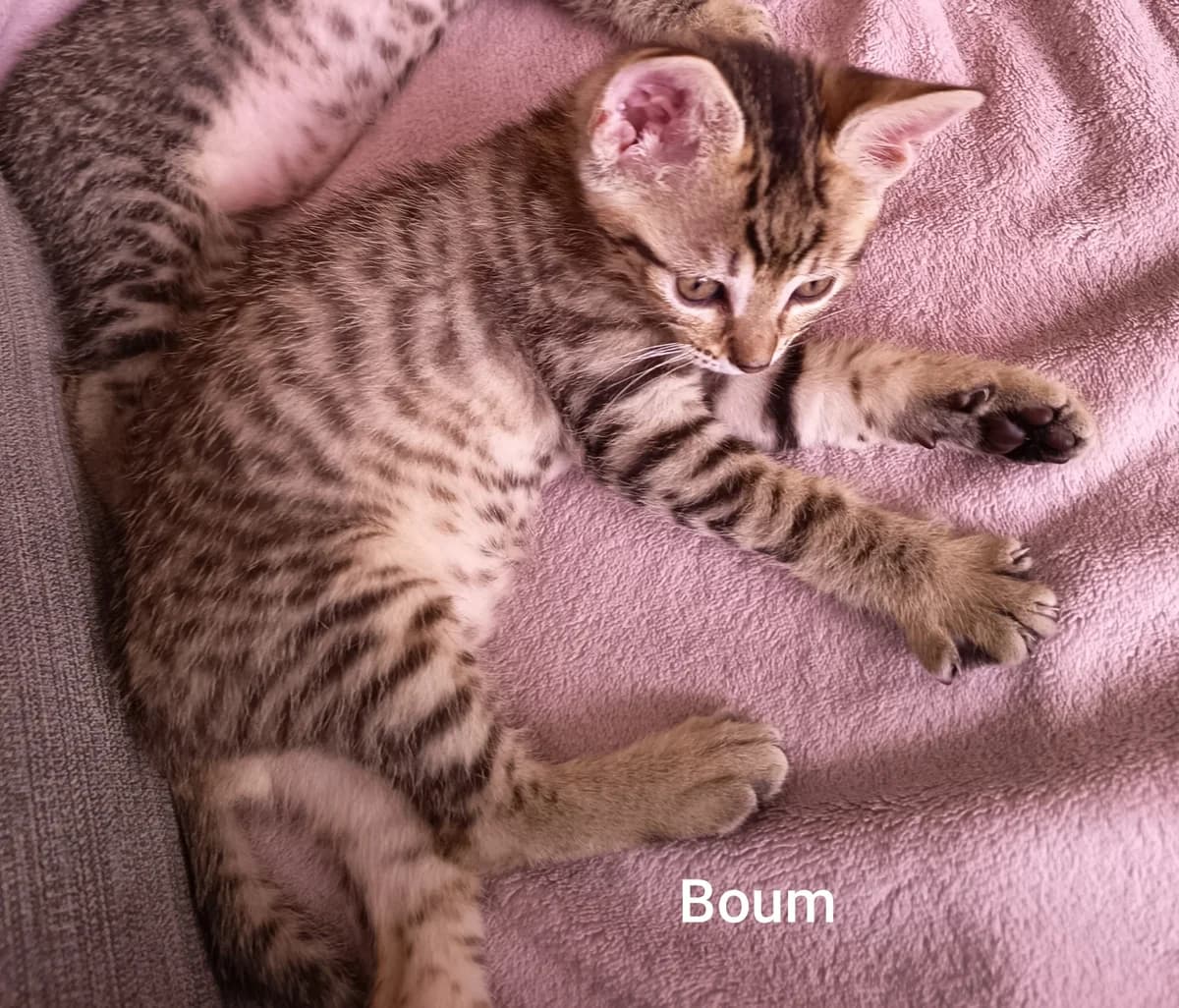 Boum, puppy Mixed Breed for adoption at LPA Nord de la France, Lille