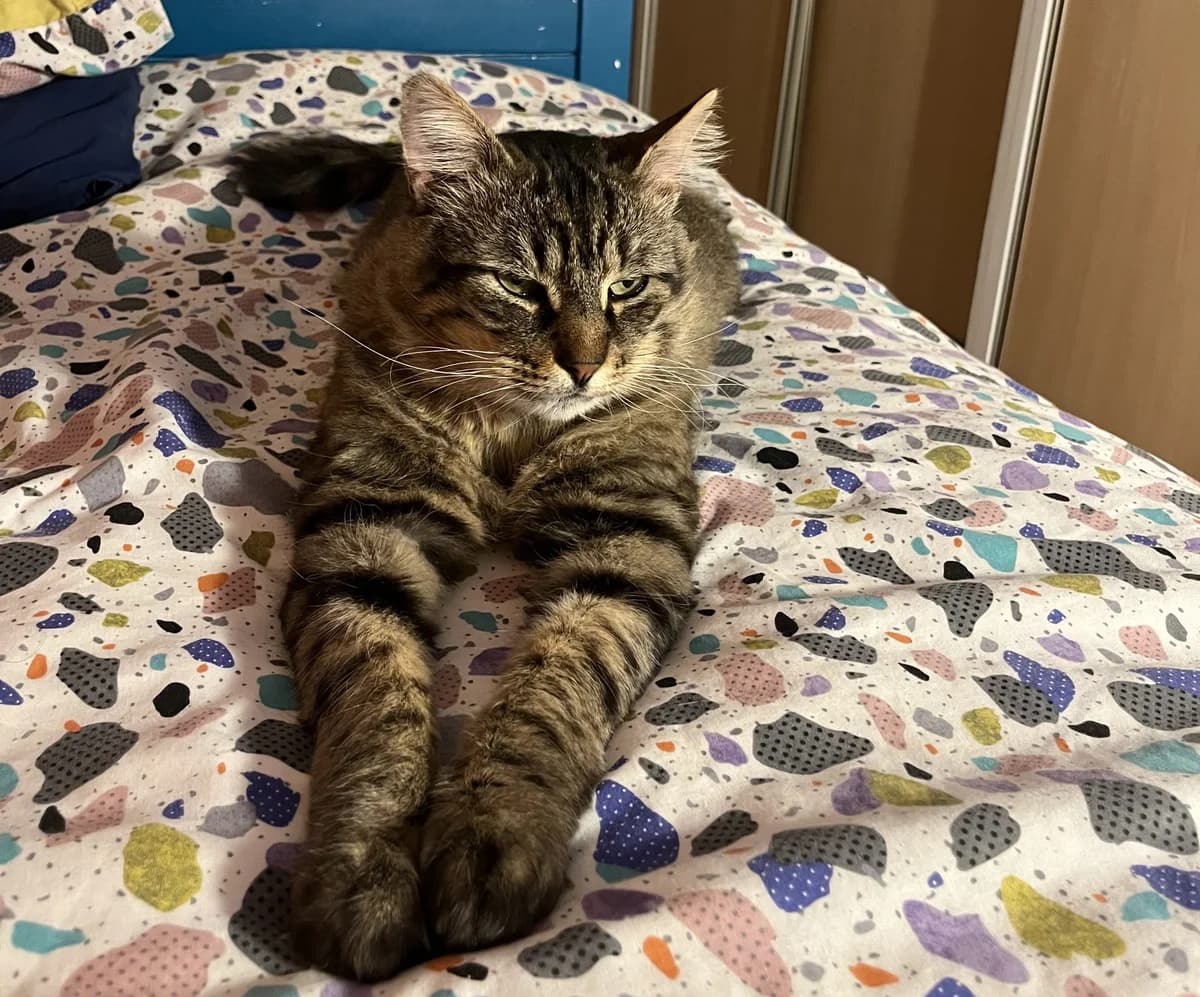 Cracker – Fa- Fiv + (Sos), Mixed Breed (LPA Nord de la France)