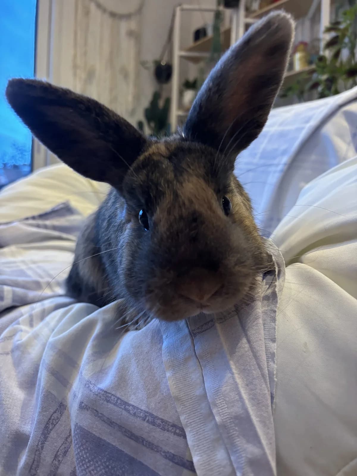 Pimpon, male Mixed Breed for adoption at LPA Nord de la France, Lille