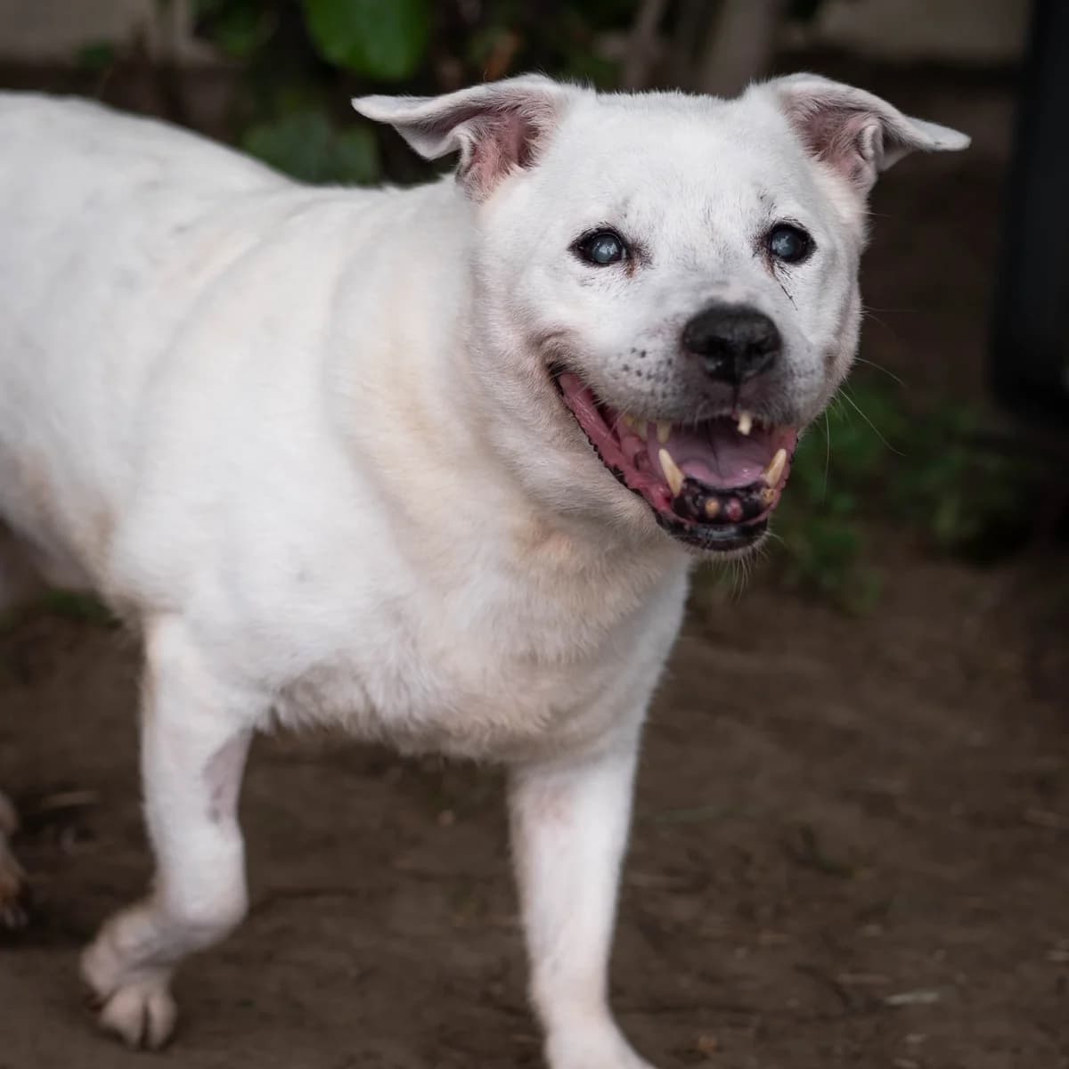 Friesen –,  senior Mixed Breed for adoption at LPA Nord de la France, Lille