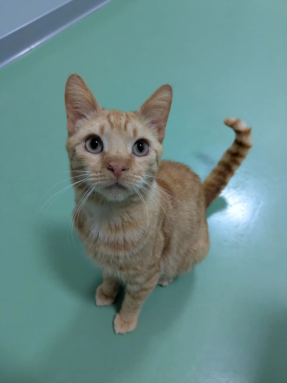 Duck,  6yo Mixed Breed for adoption at LPA Nord de la France, Lille