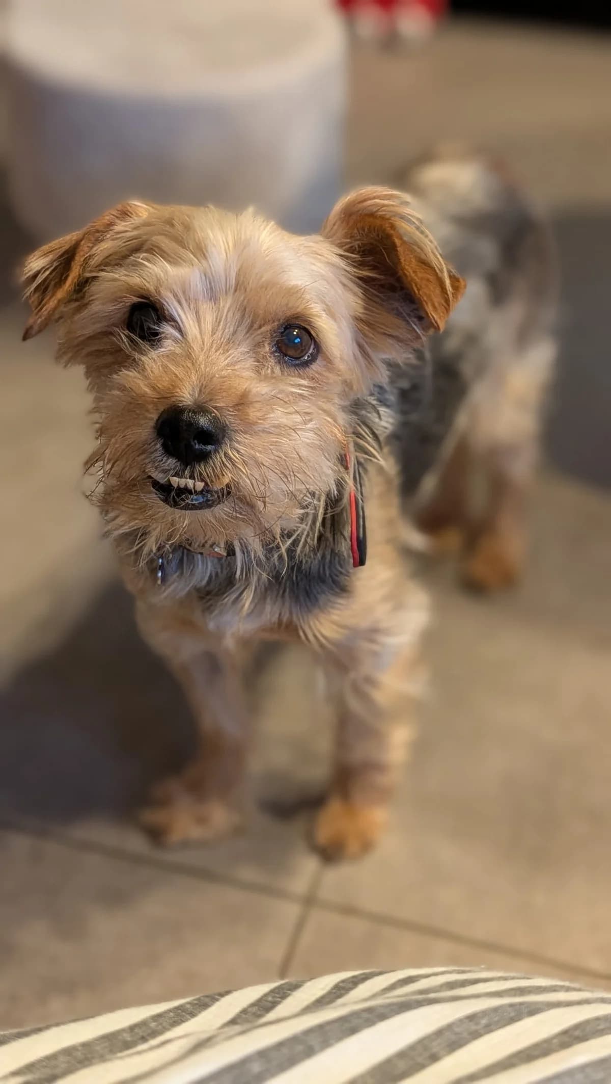 Nolan –,  senior Mixed Breed for adoption at LPA Nord de la France, Lille