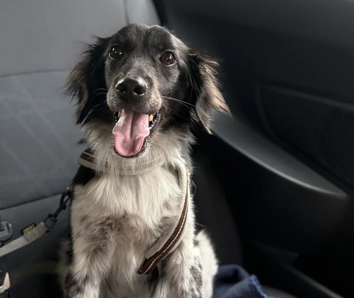 Roben –, male young Mixed Breed for adoption at LPA Nord de la France, Lille