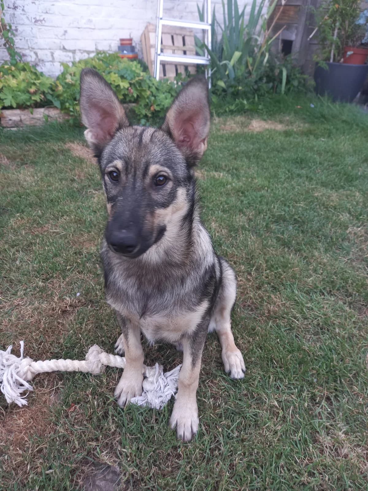 Django –,  puppy Mixed Breed for adoption at LPA Nord de la France, Lille