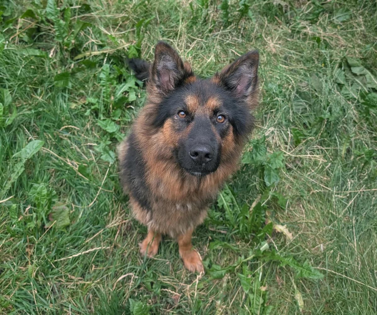 Boulette –, young Mixed Breed for adoption at LPA Nord de la France, Lille