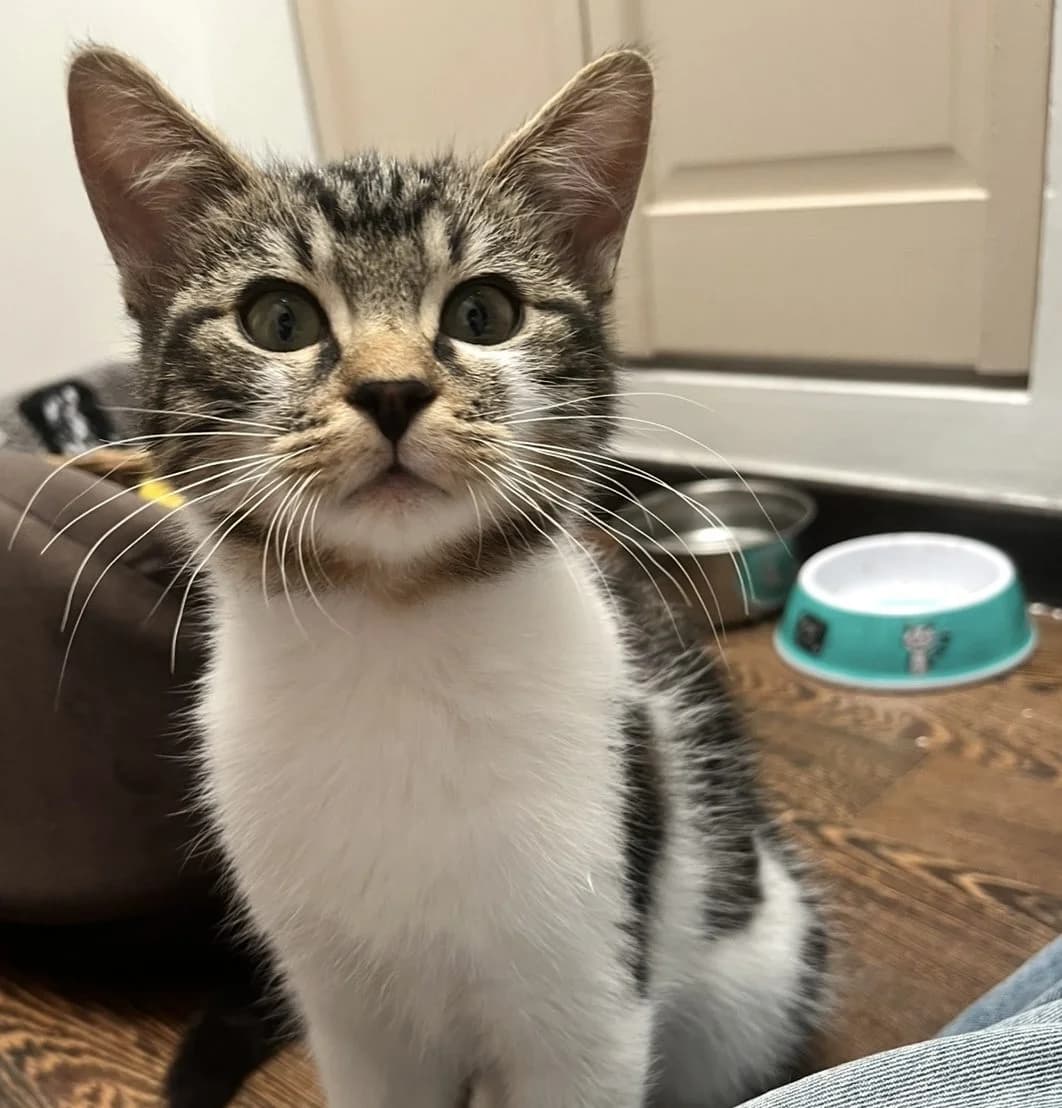 Nuage –,  puppy Mixed Breed for adoption at LPA Nord de la France, Lille
