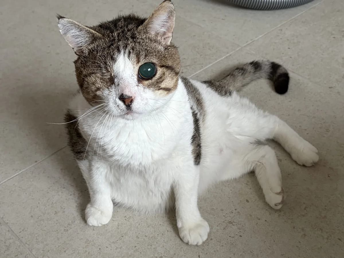 Eleo –, male senior Mixed Breed for adoption at LPA Nord de la France, Lille