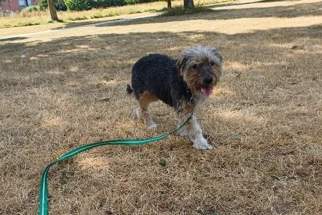 Tagada – en Famille d'Accueil,  senior Mixed Breed for adoption at LPA Nord de la France, Lille