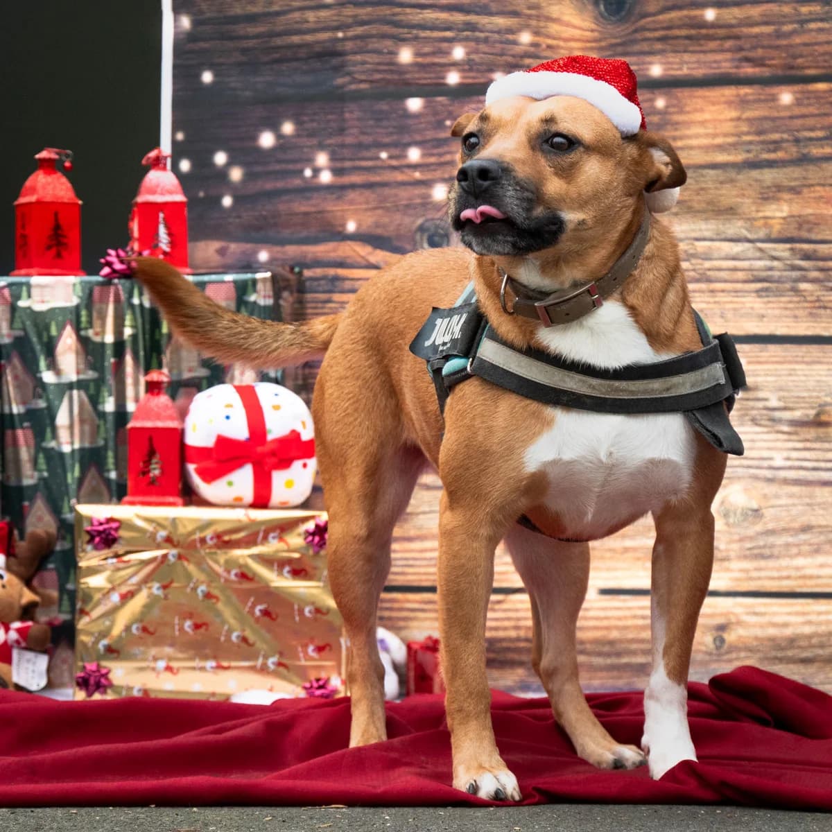 Ochaco - 1 an et demi au refuge, female Mixed Breed for adoption at Lille