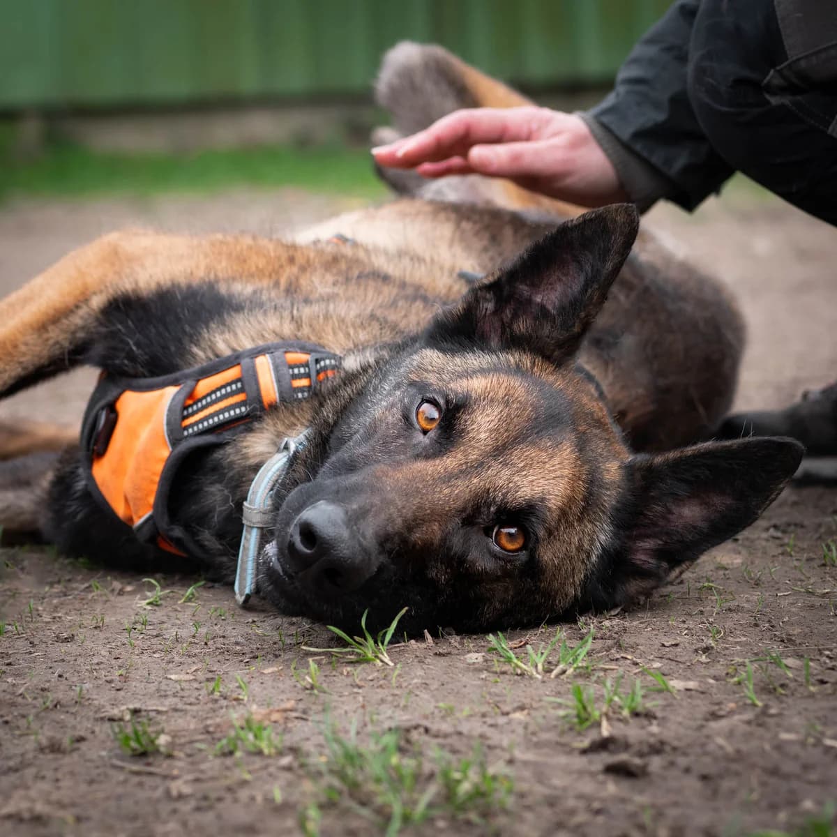 Blood - 1 an et demi au refuge, male Mixed Breed for adoption at Lille