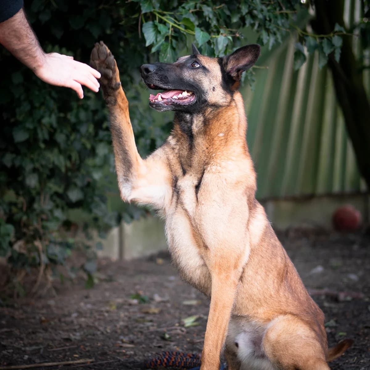 Panda - 1 an au refuge, male Mixed Breed for adoption at Lille