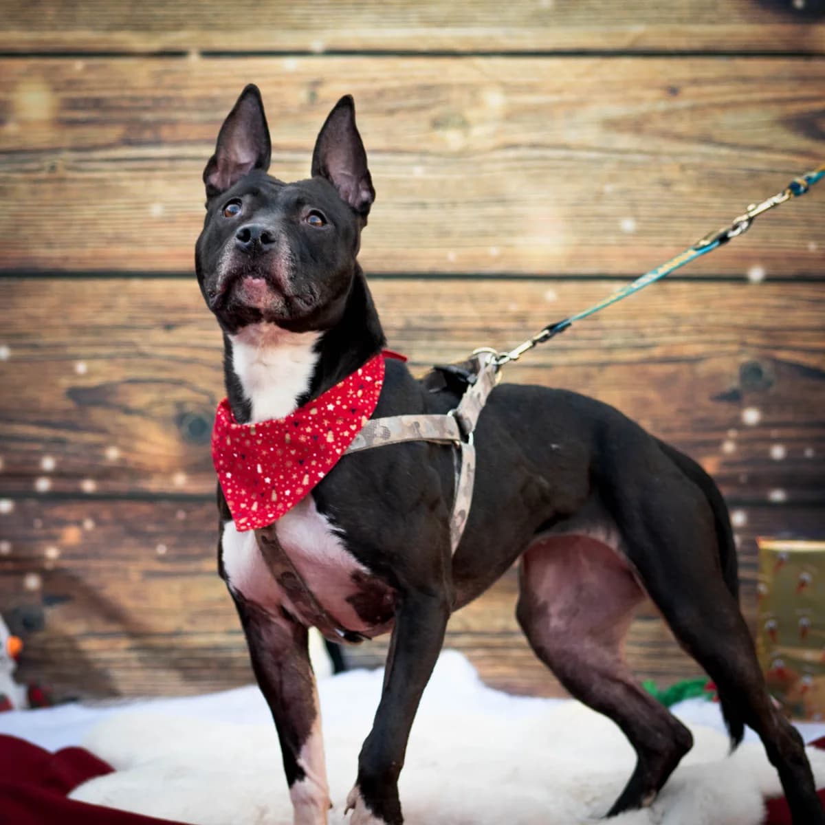 Shiva – SOS – 1 an au refuge,  Mixed Breed for adoption at LPA Nord de la France, Lille