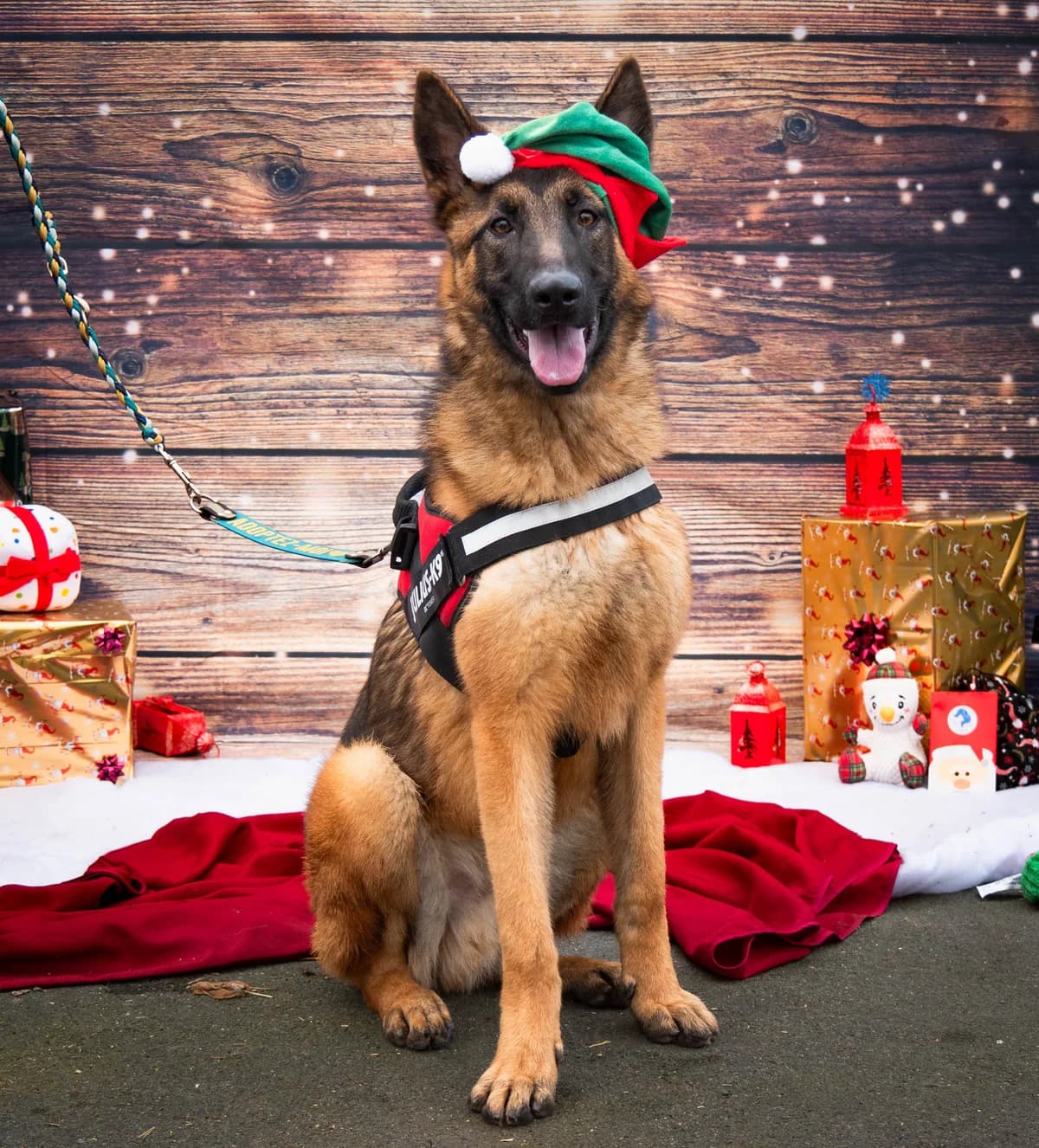 Gringalet,  Mixed Breed for adoption at Lille