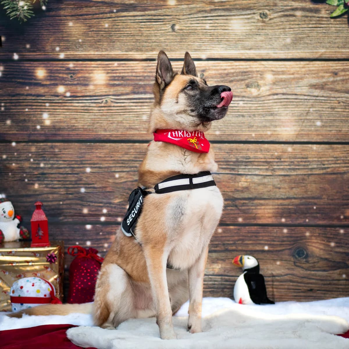 Nero,  Mixed Breed for adoption at LPA Nord de la France, Lille
