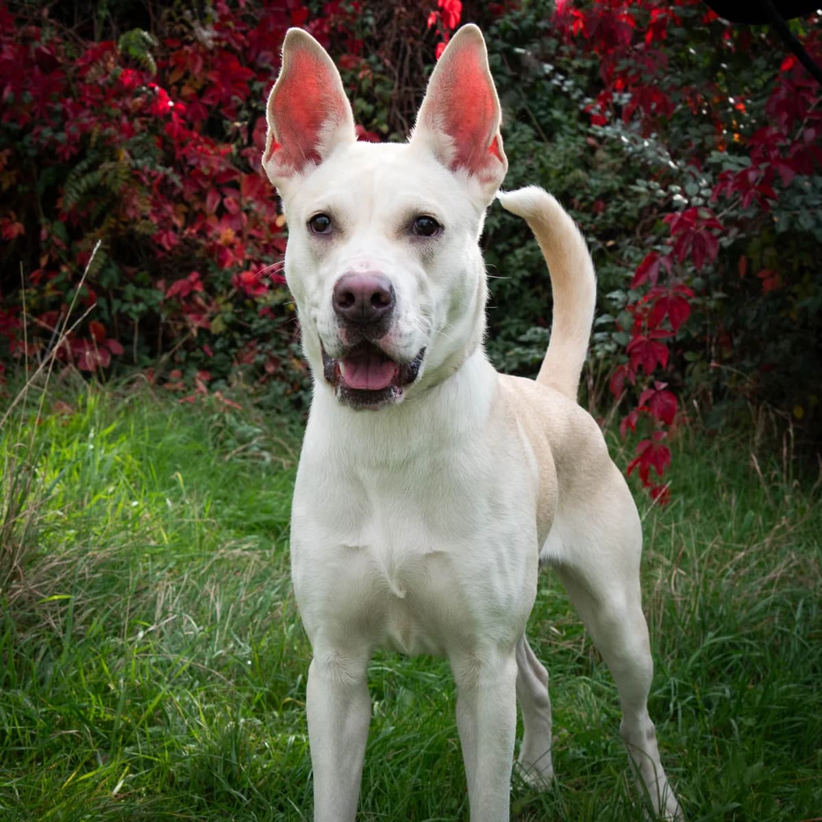 Reverie, male Mixed Breed for adoption at Lille