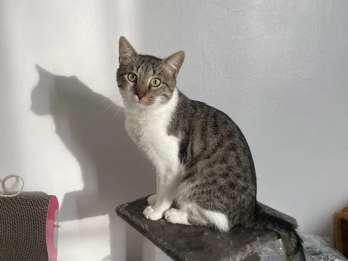 Wolfie,  Mixed Breed for adoption at Lille