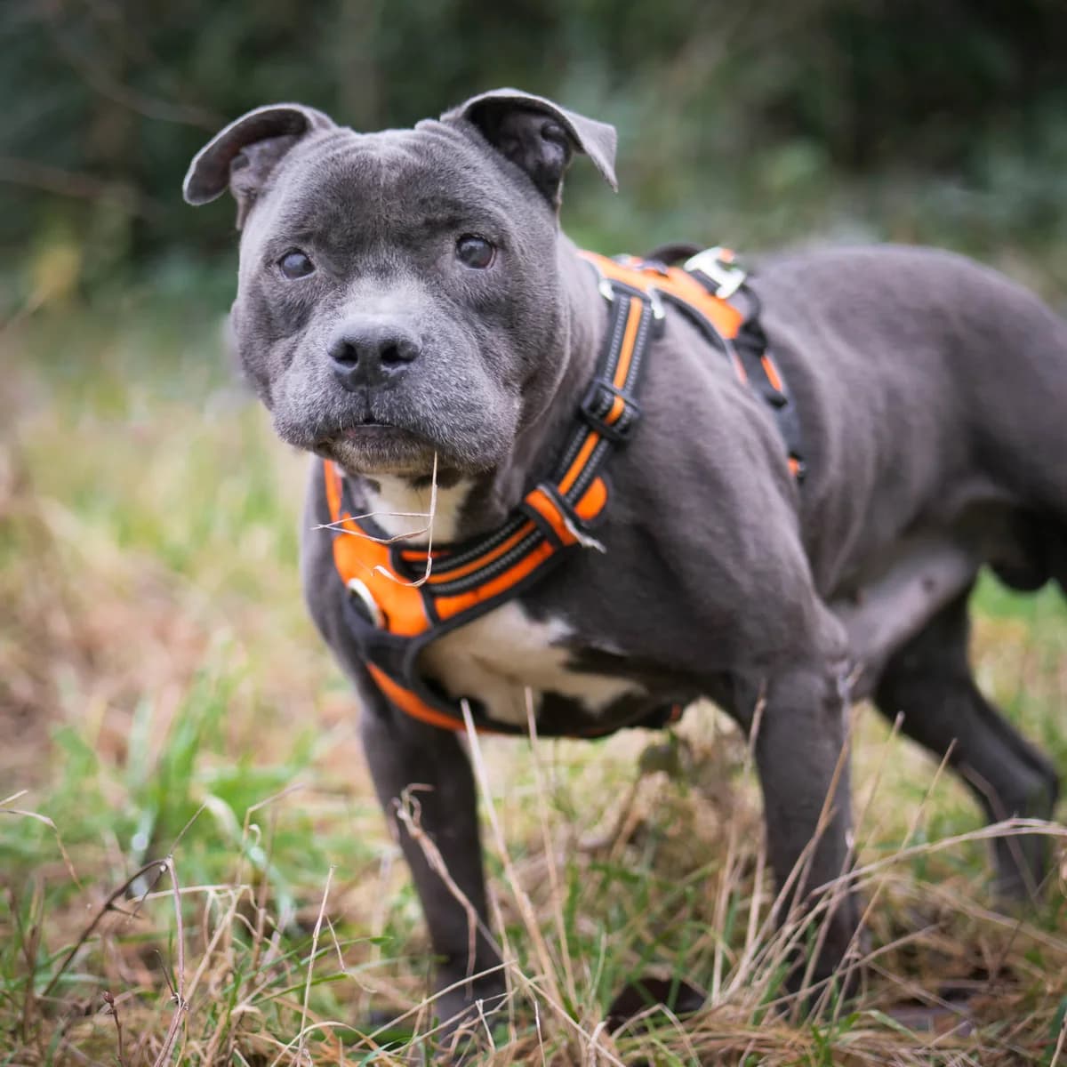 Maho – SOS,  Mixed Breed for adoption at LPA Nord de la France, Lille