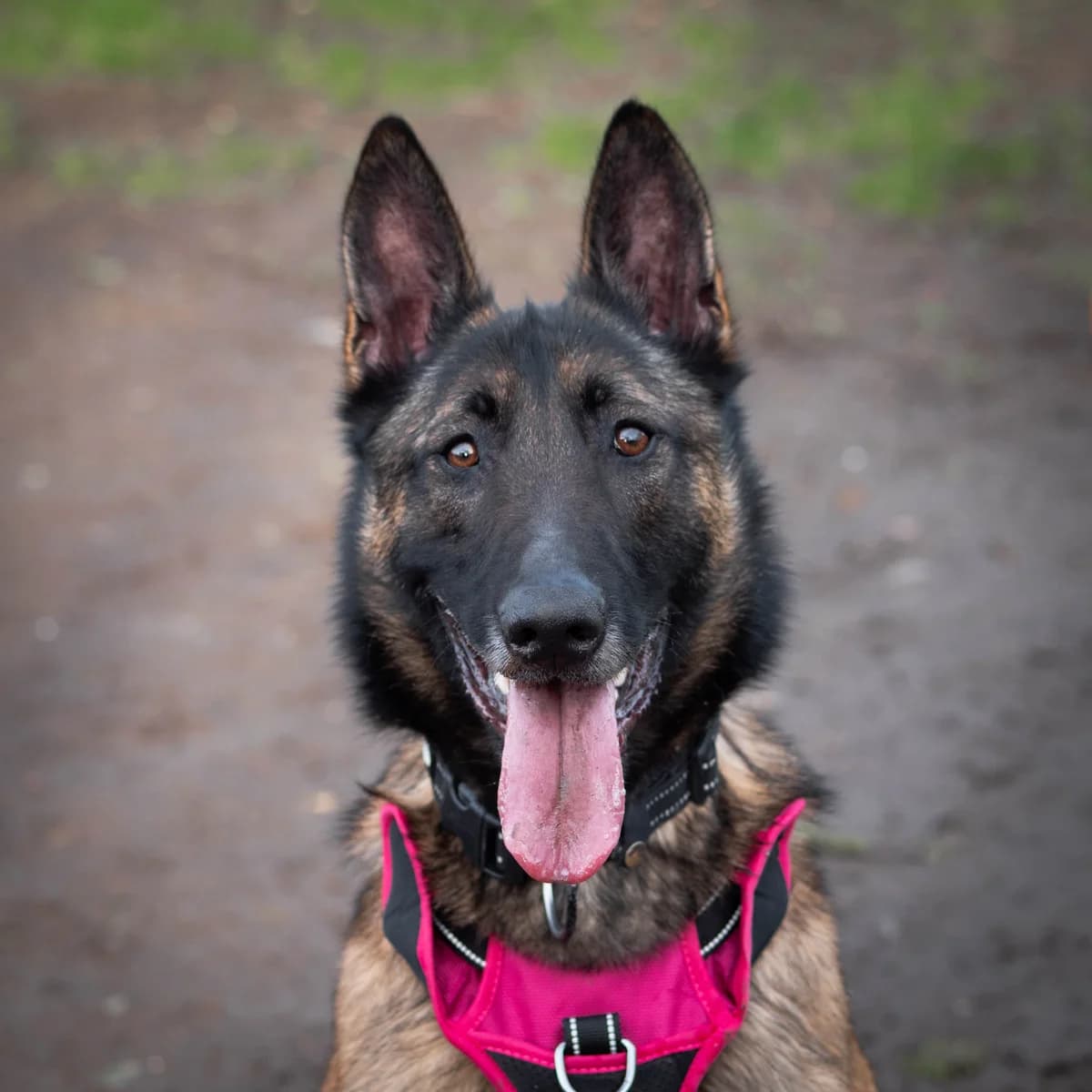 Tina,  Mixed Breed for adoption at LPA Nord de la France, Lille