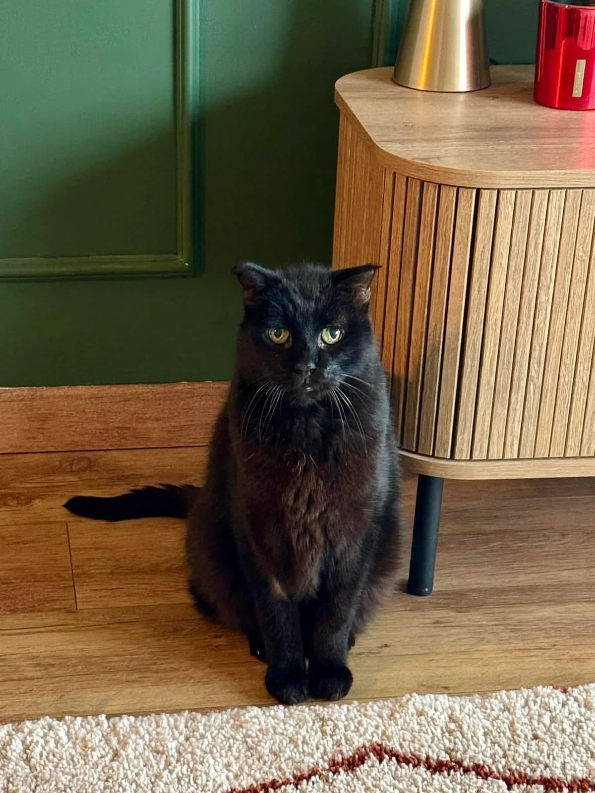 Chimny (Fiv+)(Sos),  Mixed Breed for adoption at Lille