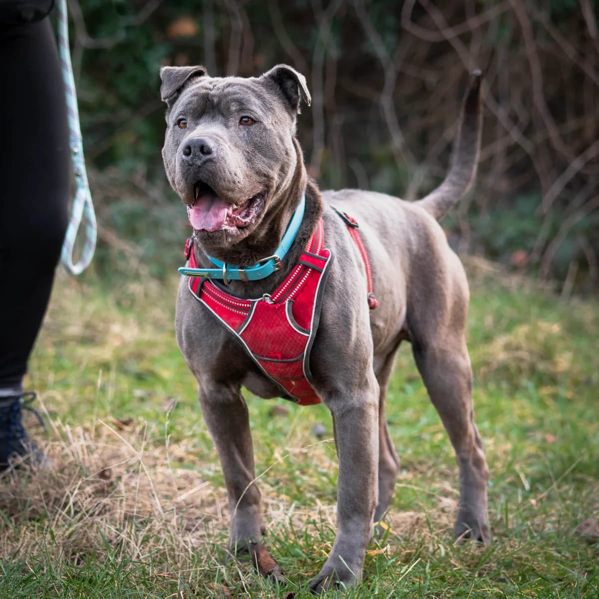 Marco,  Mixed Breed for adoption at LPA Nord de la France, Lille