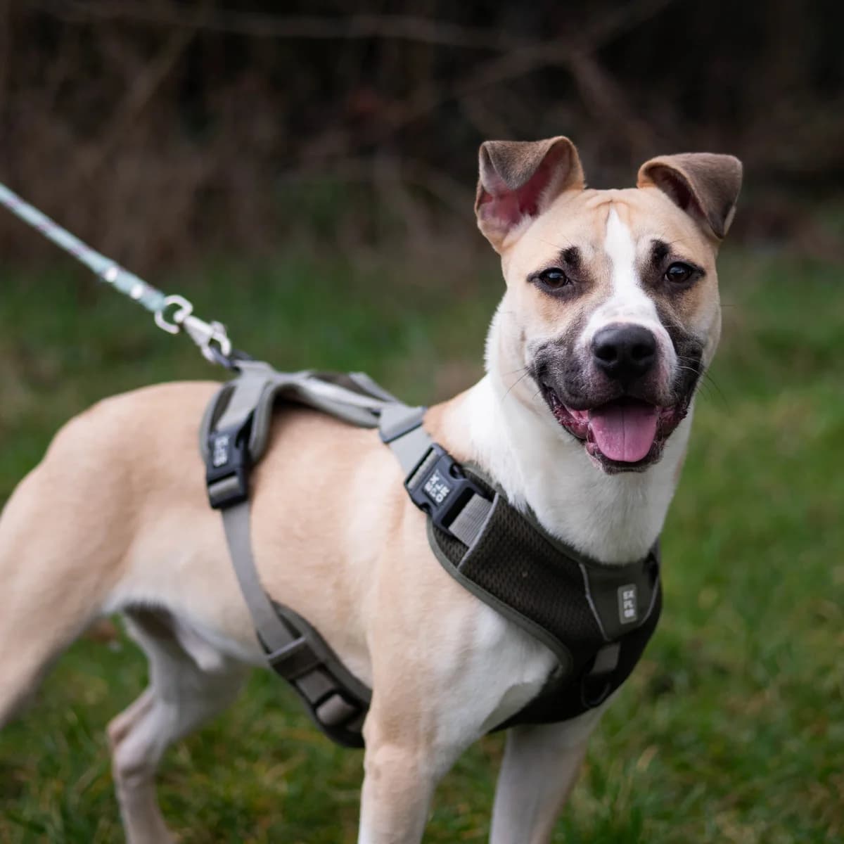 Pingouin, male Mixed Breed for adoption at Lille