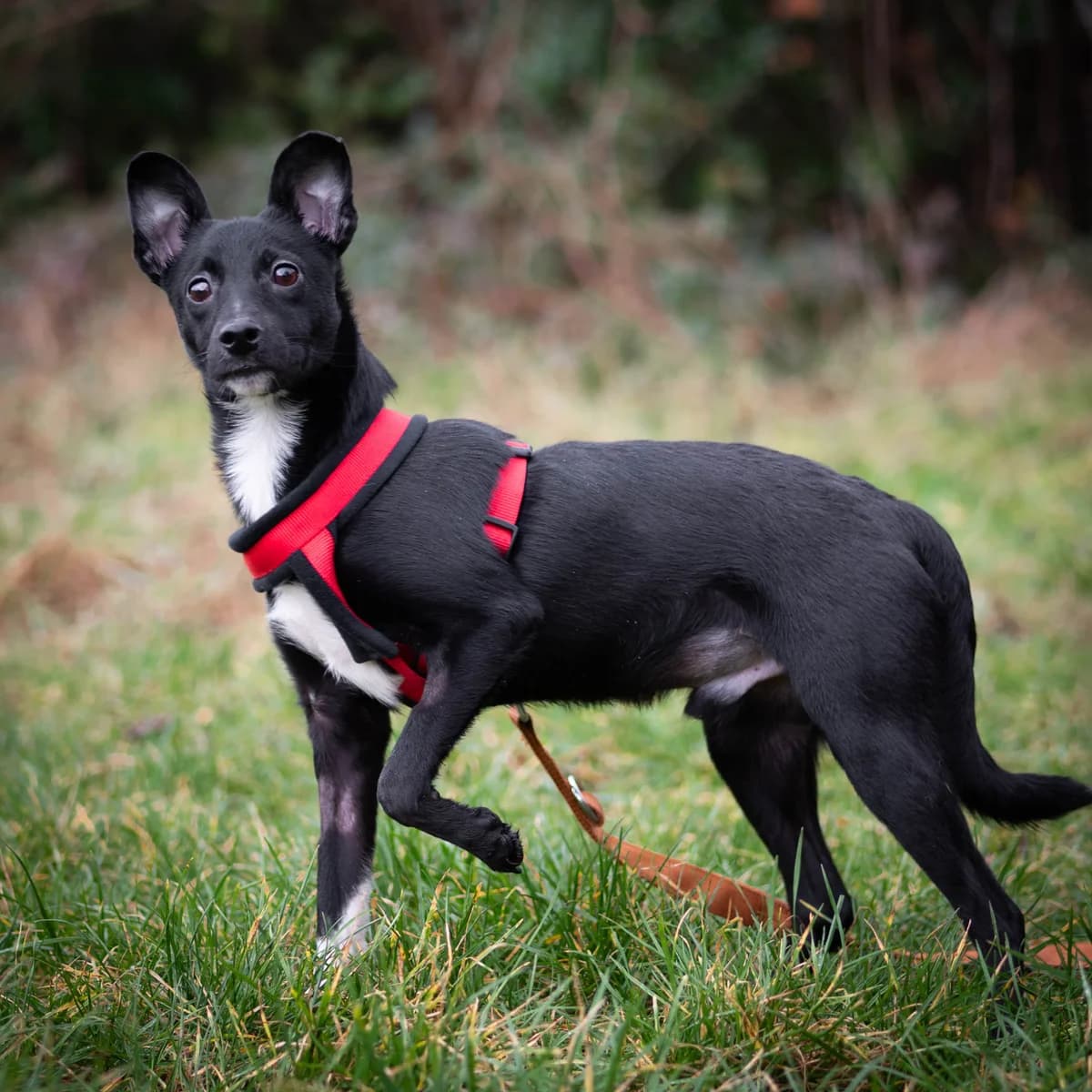 Ratatak, male Mixed Breed for adoption at Lille