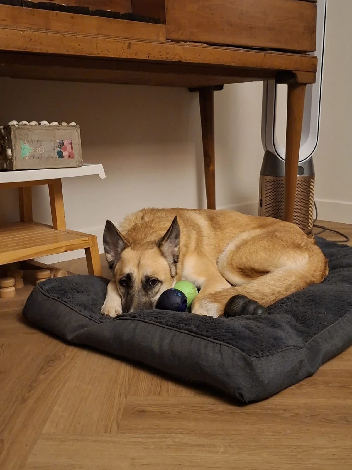 Lola Bunny,  Mixed Breed for adoption at LPA Nord de la France, Lille