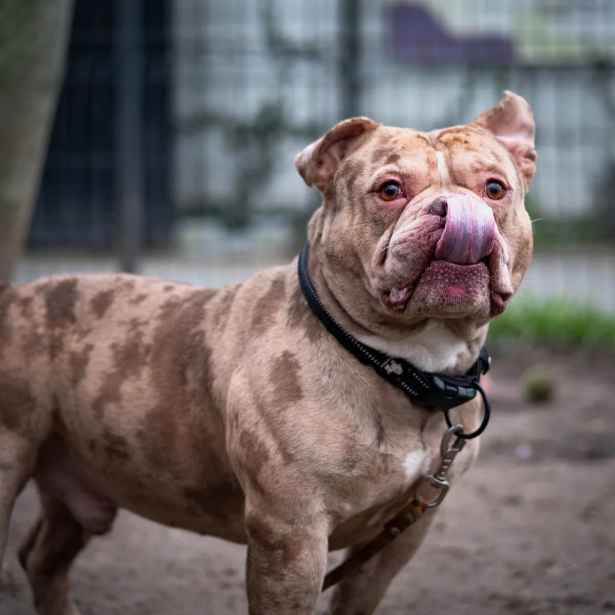 Grogalet,  Mixed Breed for adoption at LPA Nord de la France, Lille